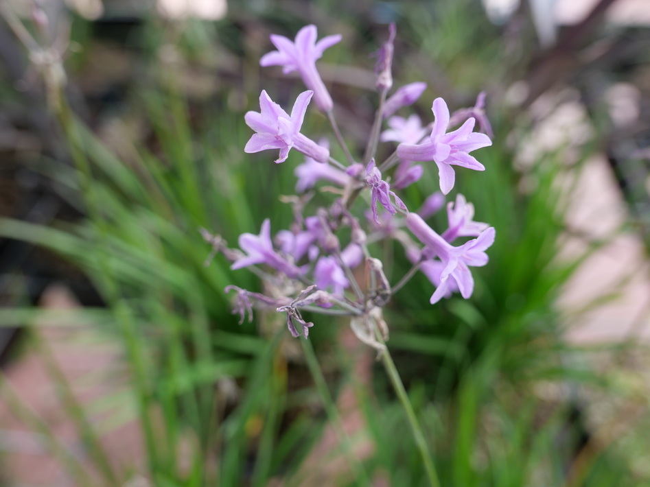 TULBAGHIA violacea Amatista