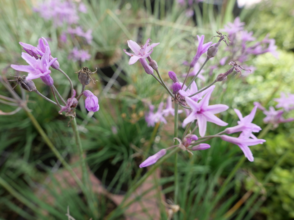 TULBAGHIA violacea Dark Star ®