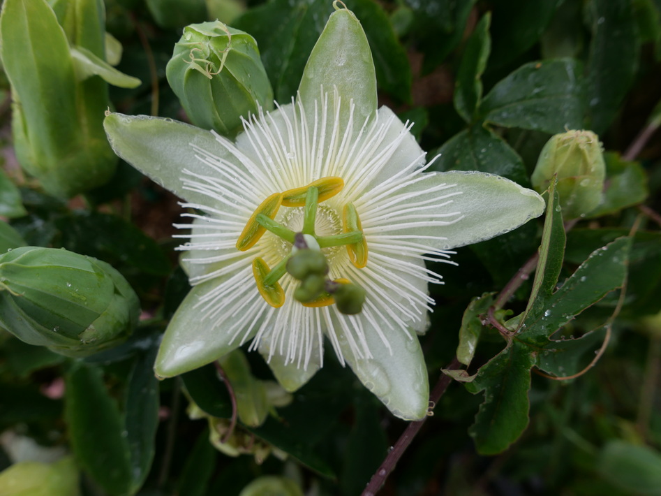 PASSIFLORA x.riverside Snow Queen ®