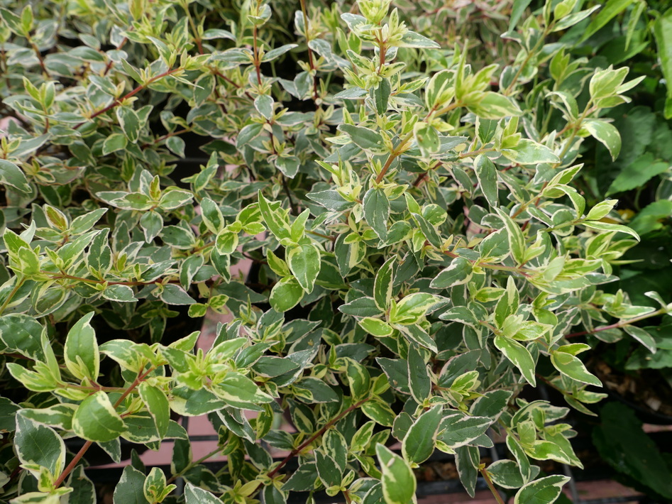 ABELIA x.grandiflora Stereden ®