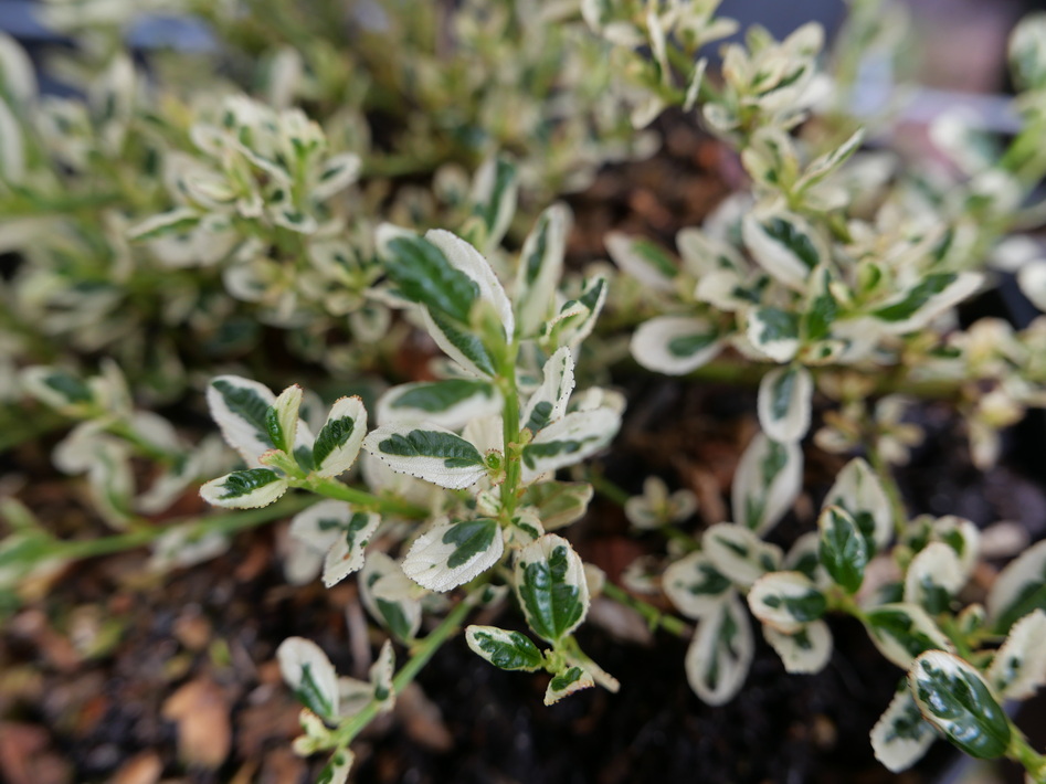 CEANOTHUS impressus Cool Blue ®