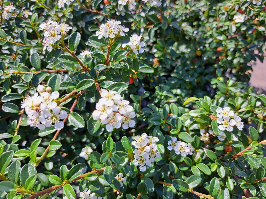 COTONEASTER damneri Coral Beauty