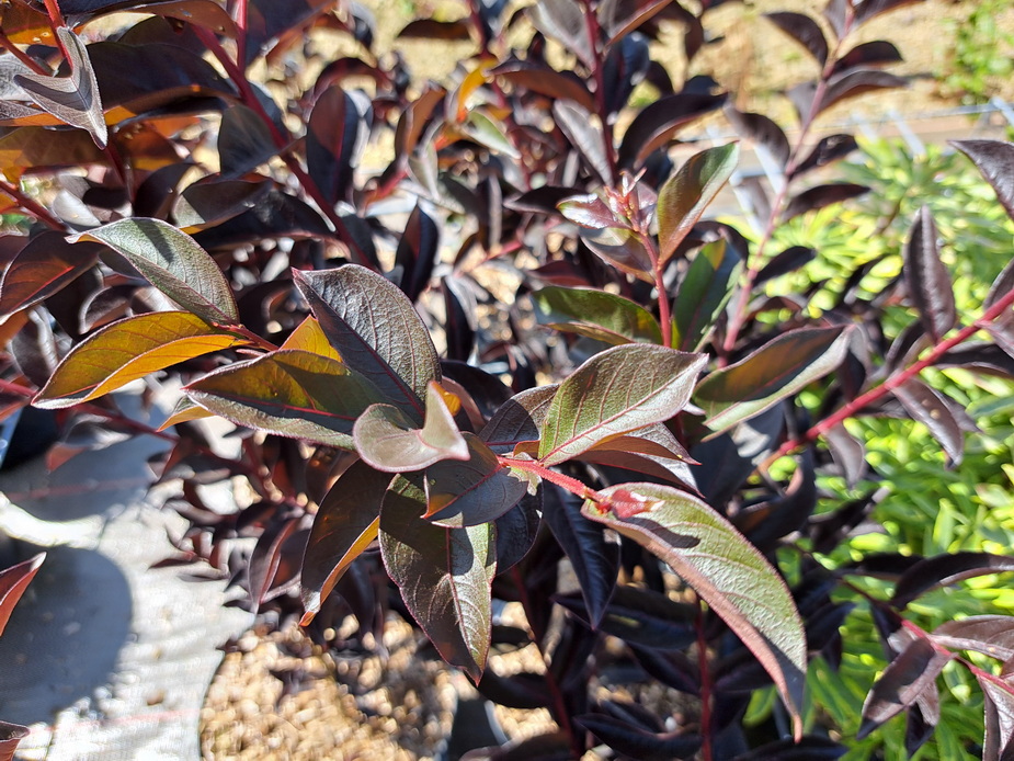 LAGERSTROEMIA indica Shell Pink ®