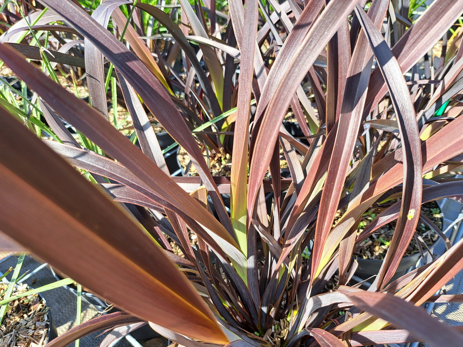 PHORMIUM Black Velvet ®