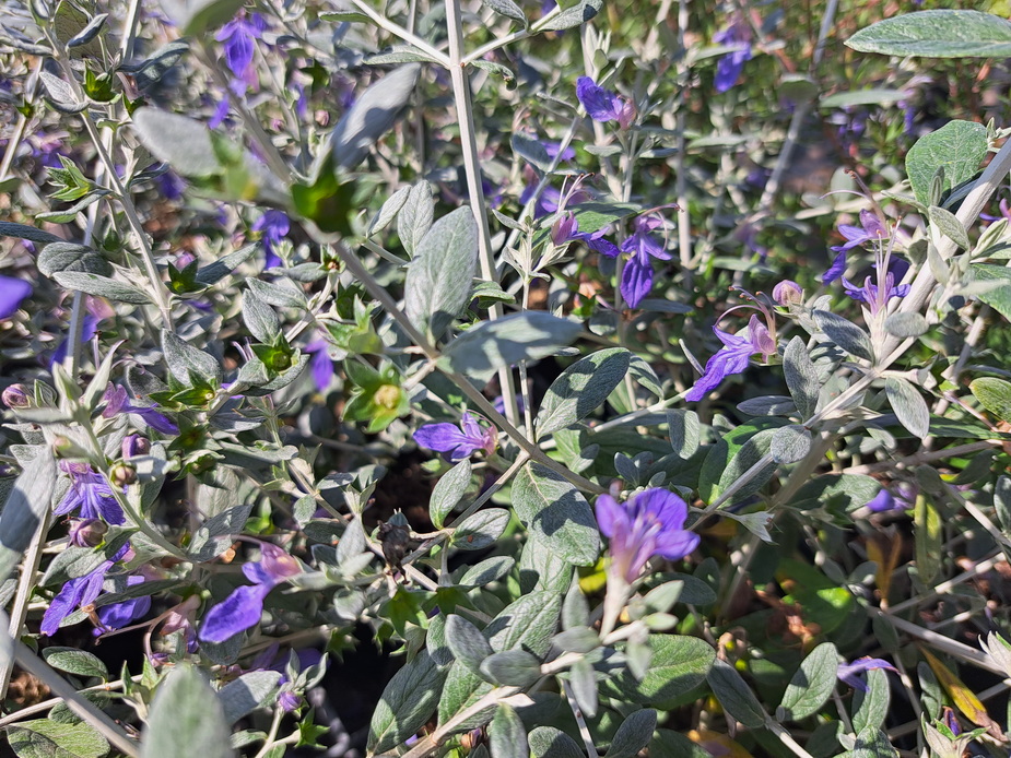 TEUCRIUM fruticans Ouarzazate