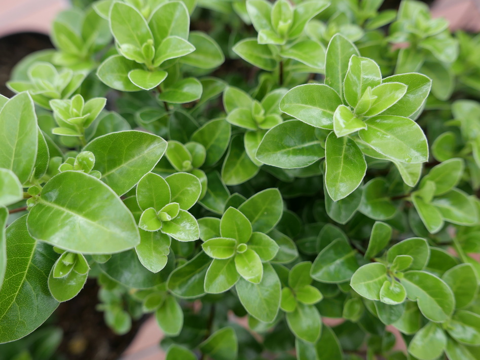 PITTOSPORUM tenuifolium Irish Luck ®