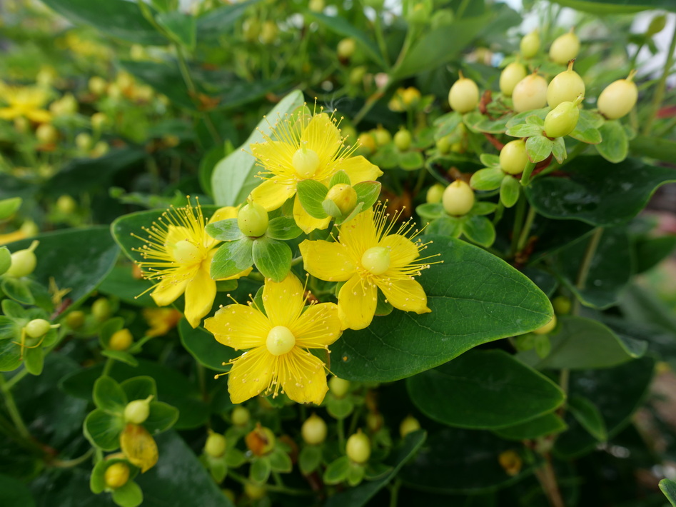 HYPERICUM x.inodorum Magical Sunshine ®