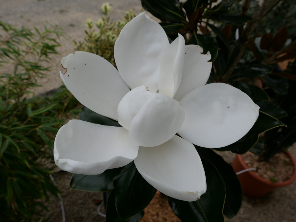 MAGNOLIA grandiflora Little Gem