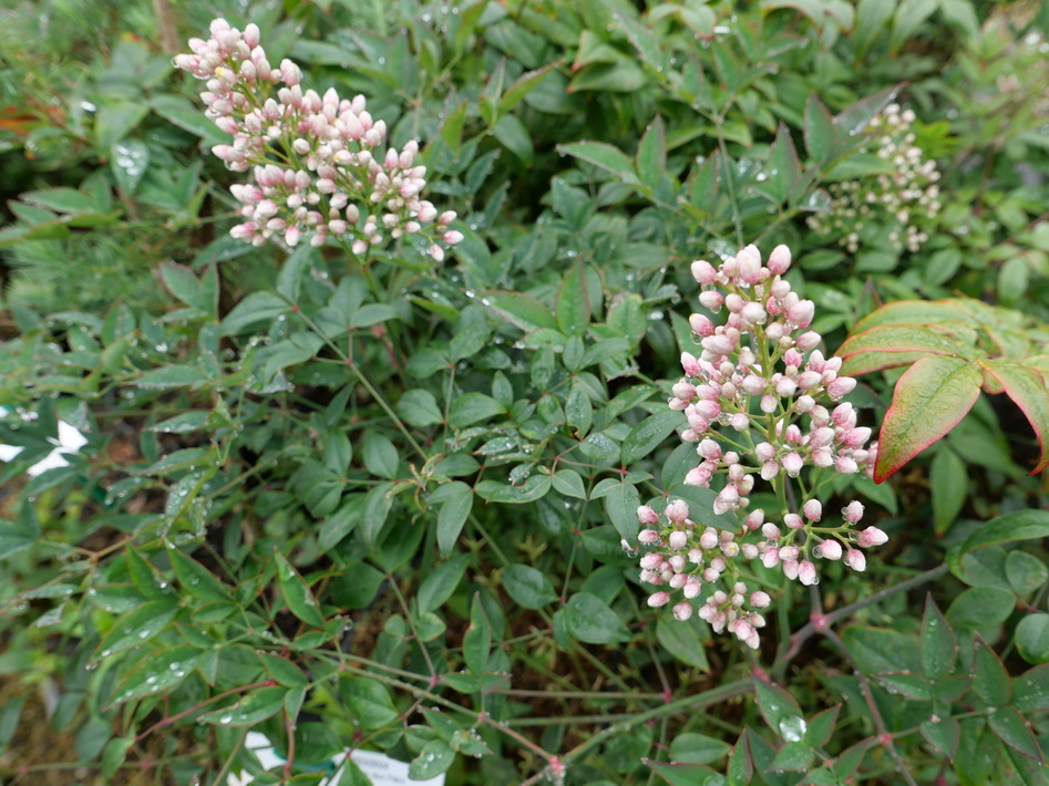 NANDINA domestica Moyer's Red