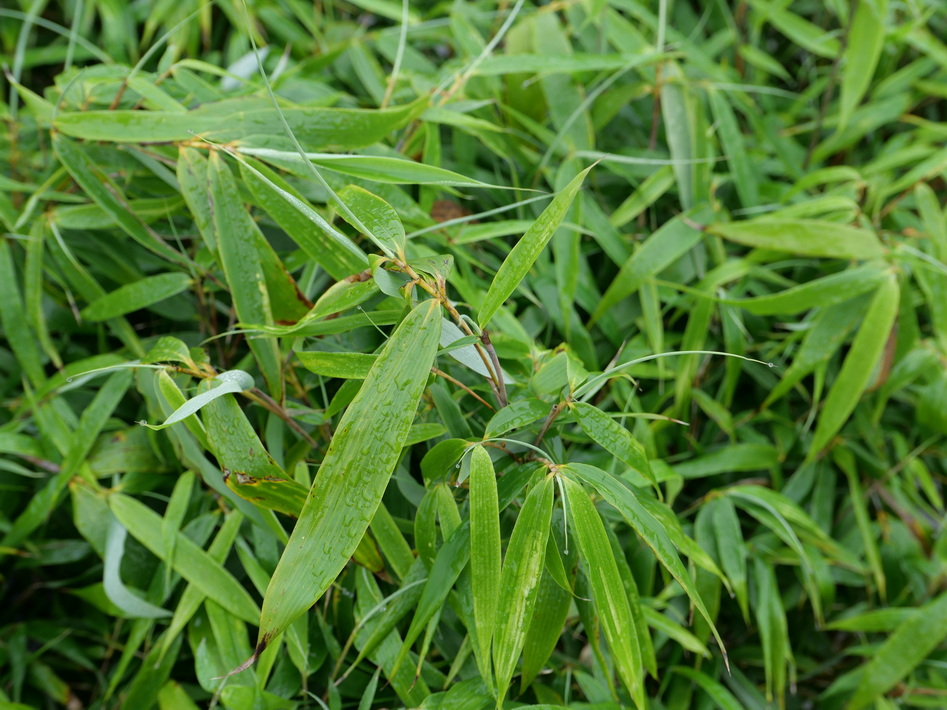 FARGESIA robusta Formidable Wenchuan