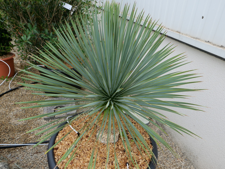 YUCCA rostrata