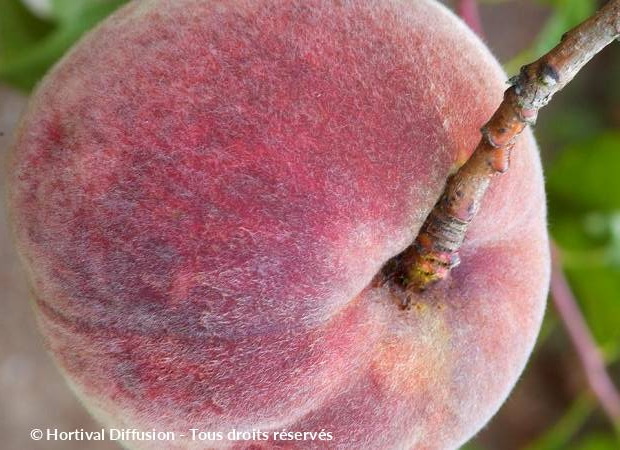 PECHER Sanguine Vineuse