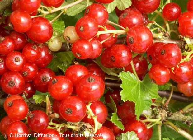 GROSEILLIER à grappes Versaillaise Rouge