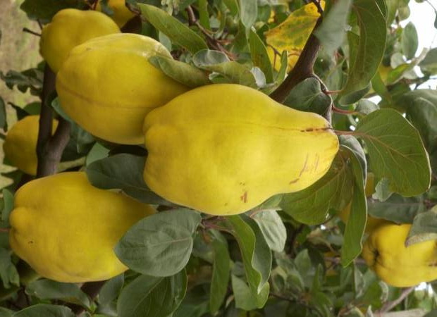 COGNASSIER fruits du Portugal