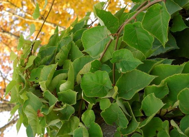 ACTINIDIA chinensis mâle