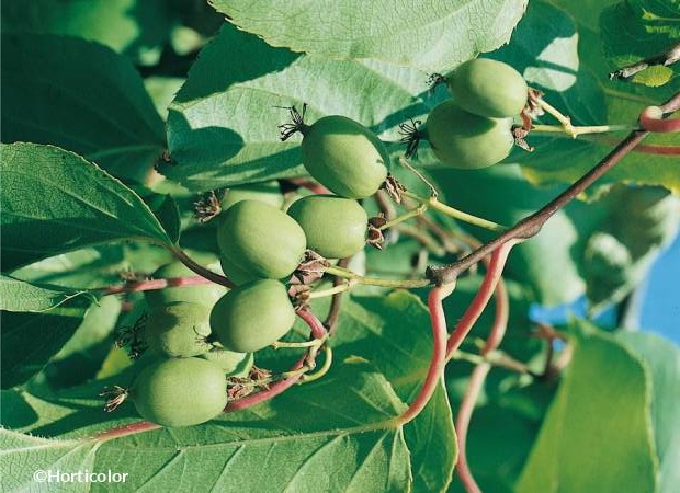 ACTINIDIA arguta Issai