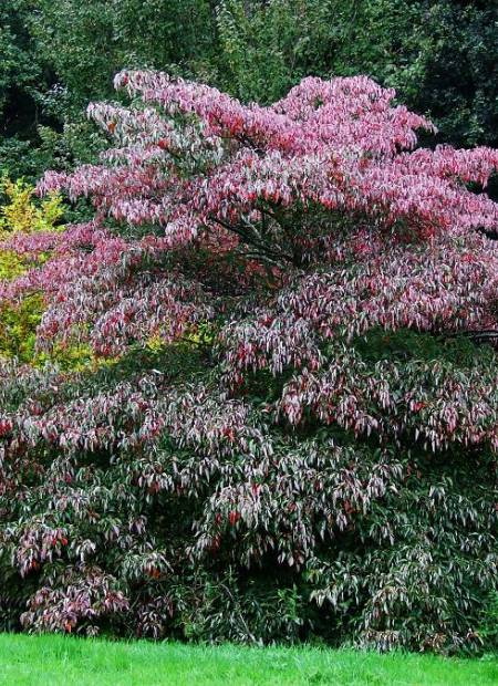 CORNUS controversa