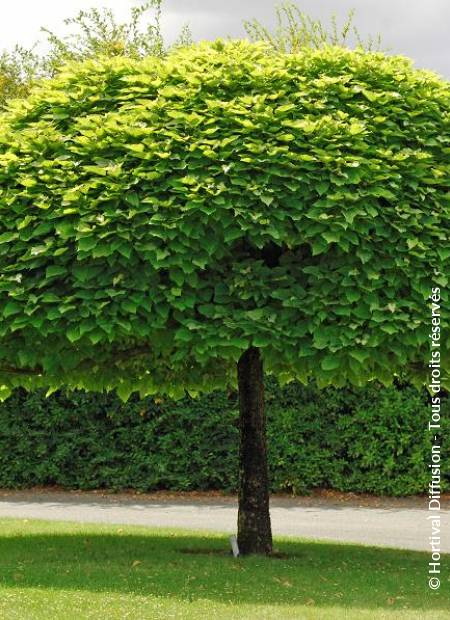 CATALPA bignonioides Nana