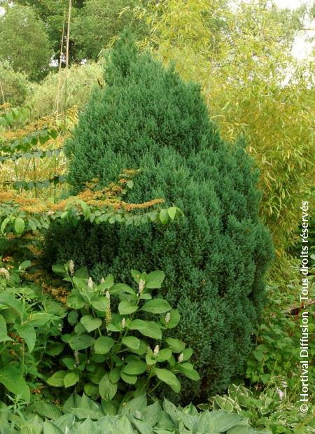 JUNIPERUS chinensis Stricta