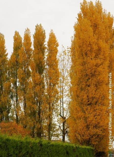 POPULUS nigra Italica