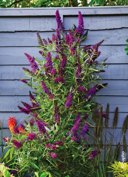 BUDDLEJA davidii Butterfly Tower ®