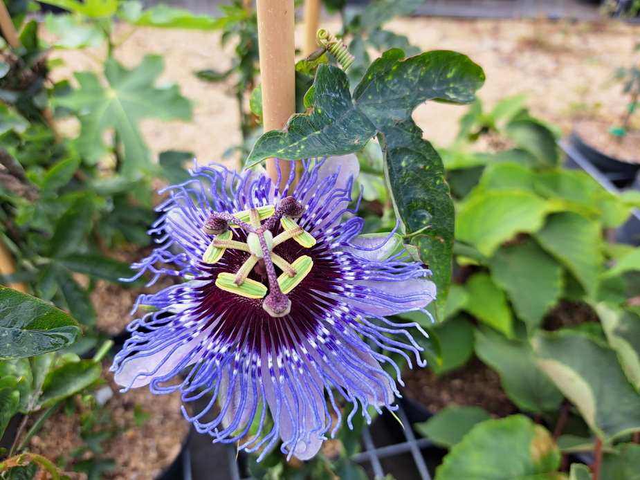 PASSIFLORA caerulea Purple Haze