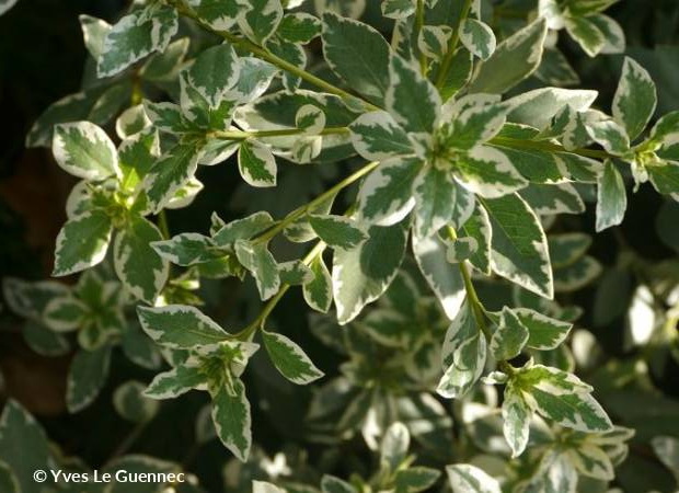 PITTOSPORUM heterophyllum La Blanca