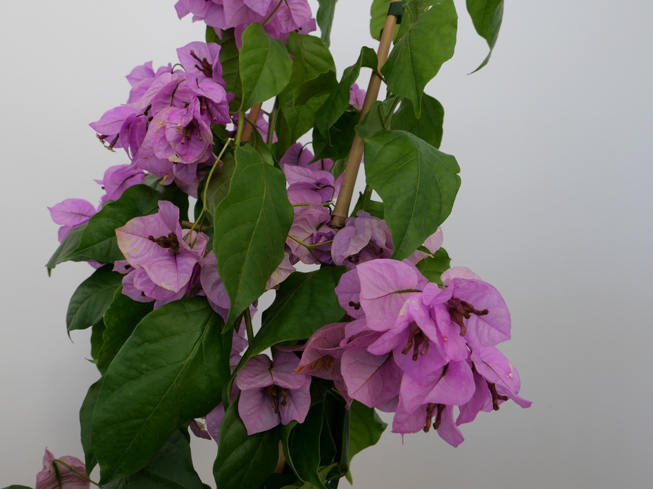 BOUGAINVILLEA glabra Violet de Mèze