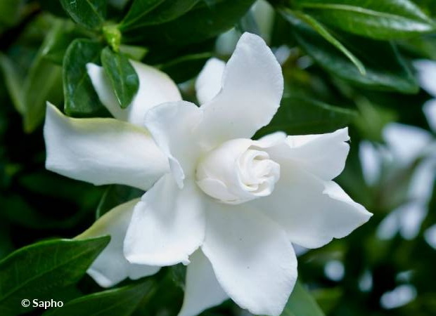 GARDENIA jasminoides Celestial Star ®