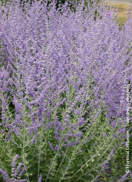 PEROVSKIA atriplicifolia Blue Spire : floraison estivale. Photo Pépinières Minier à Angers. Nº7475