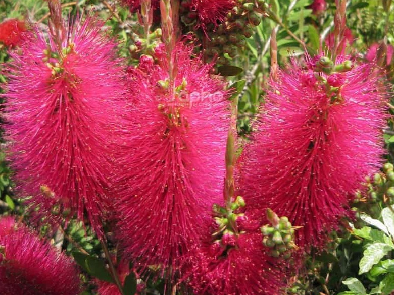 CALLISTEMON viminalis Inferno