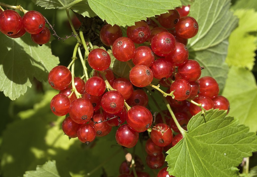 GROSEILLIER à grappes Red Lake