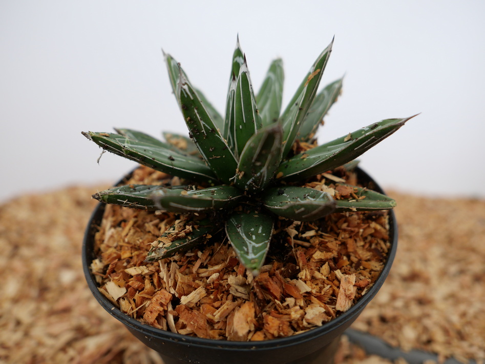 AGAVE victoria-reginae