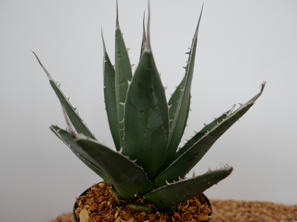 AGAVE univittata