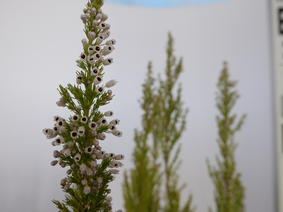 ERICA lusitanica