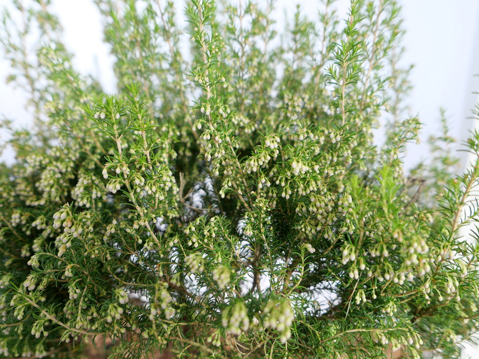 ERICA x.veitchii Gold Tips