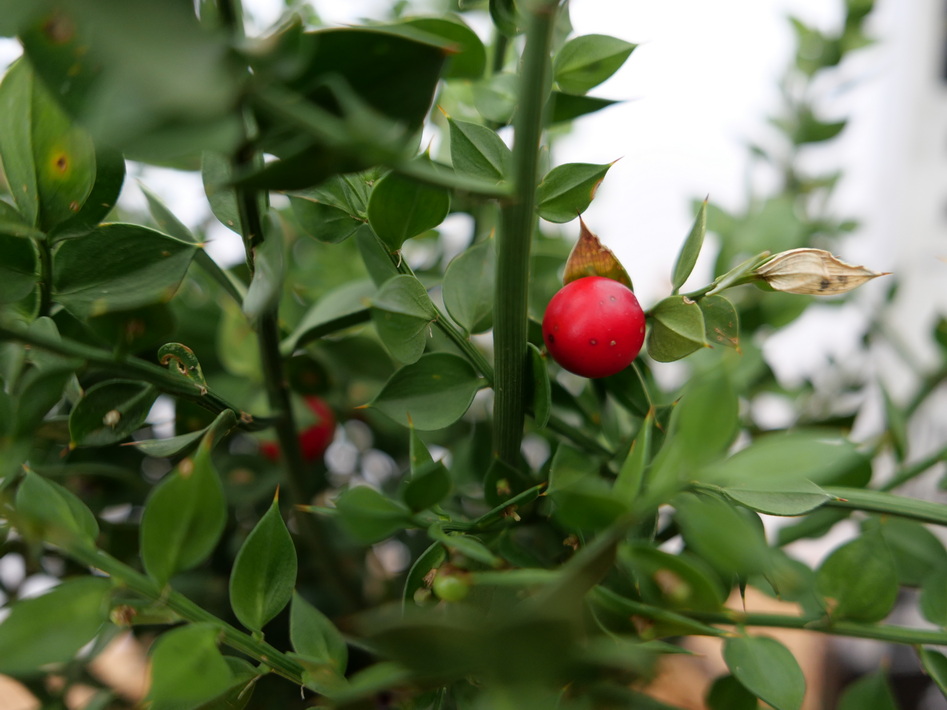 RUSCUS aculeatus