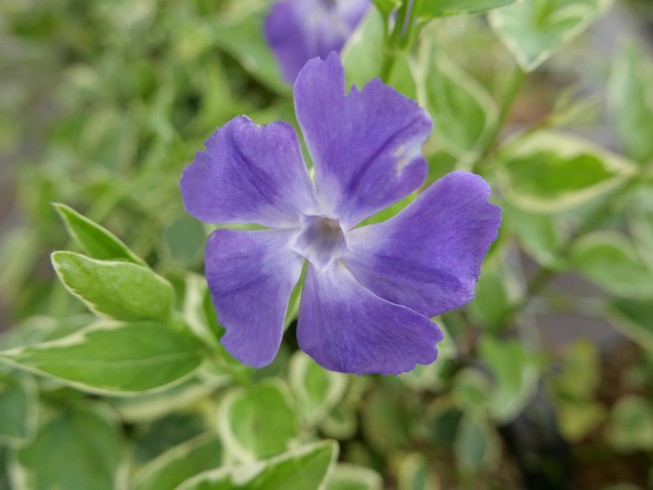 VINCA minor Multiplex