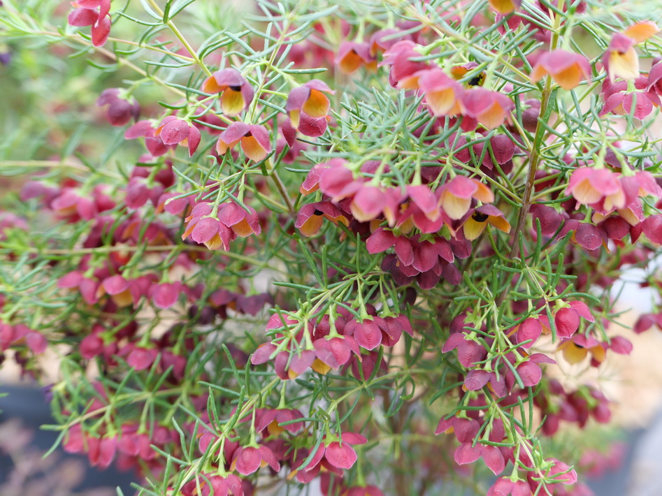 BORONIA megastigma Brown