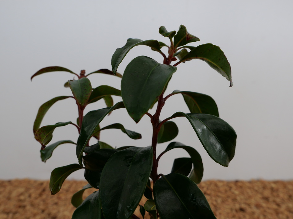 KALMIA latifolia Bridesmaid