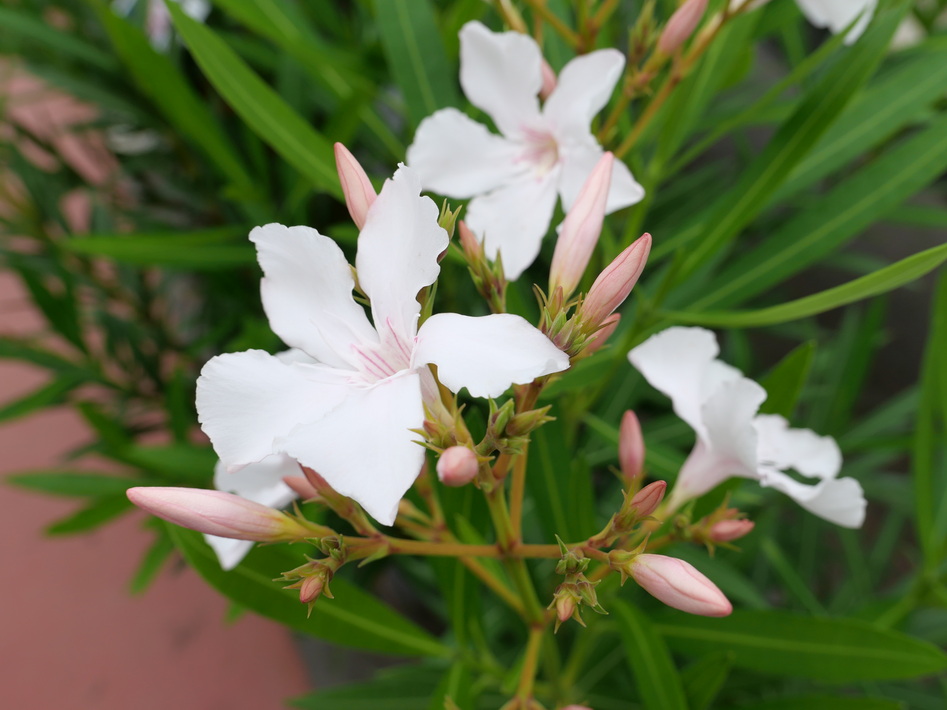 NERIUM oleander Alsace