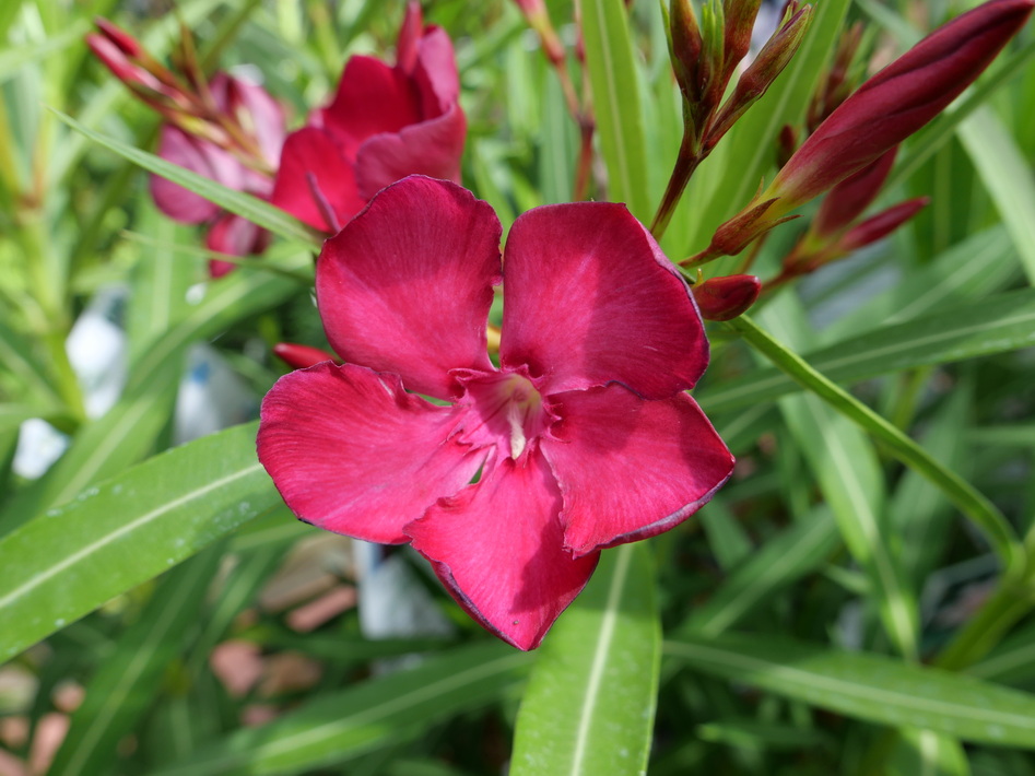 NERIUM oleander Emile Sahut