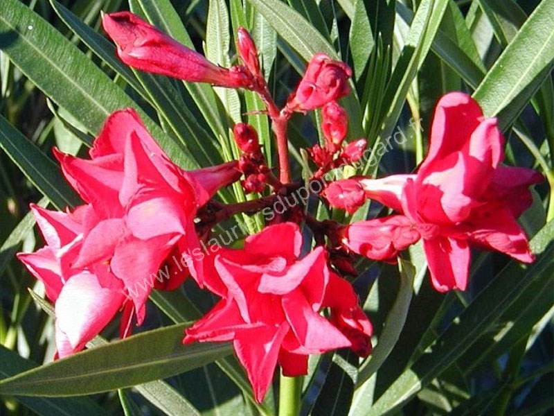 NERIUM oleander Antoine