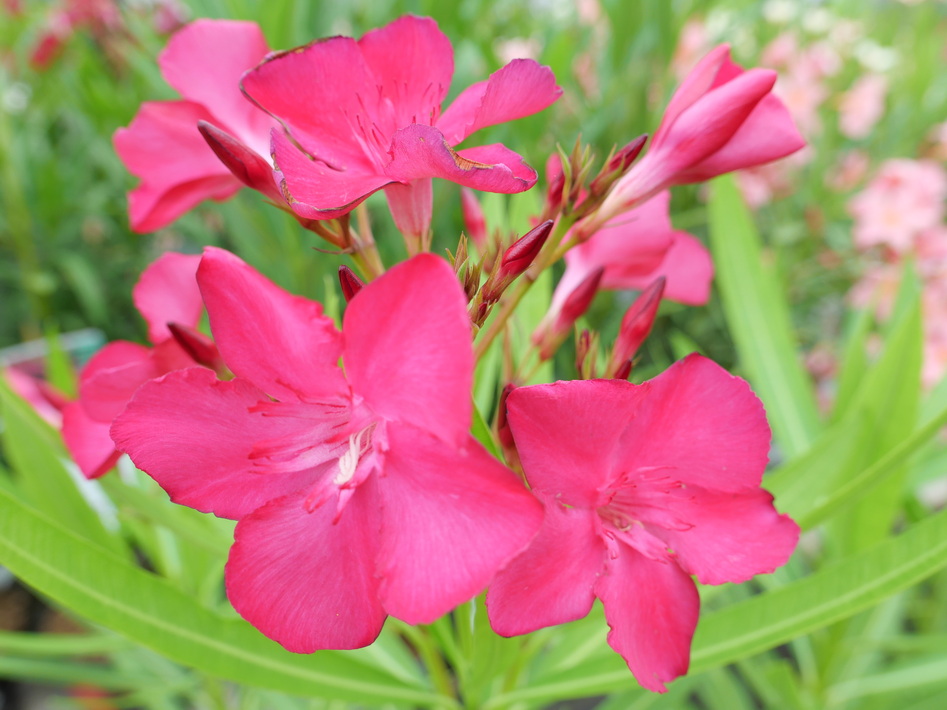 NERIUM oleander Claudia