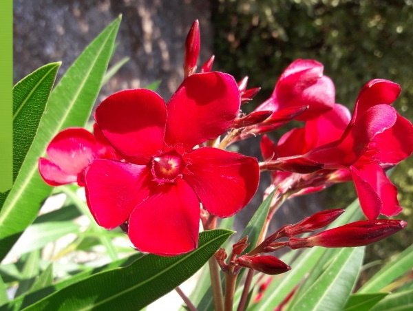 NERIUM oleander Corrida