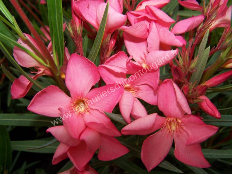 NERIUM oleander Papa Gambetta