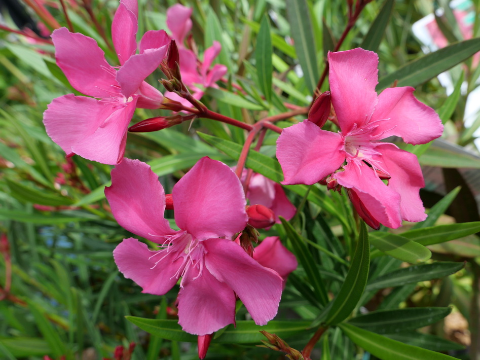 NERIUM oleander Rosanie