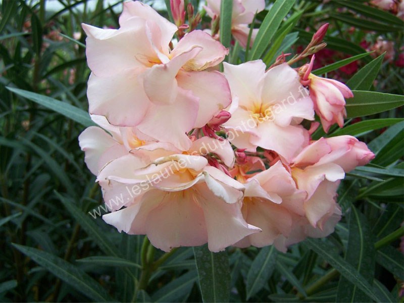 NERIUM oleander Souvenir de Michel