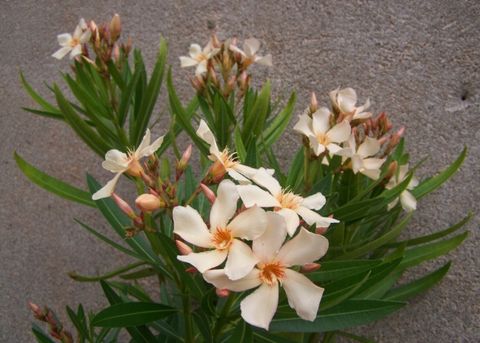 NERIUM oleander Angiolo Pucci