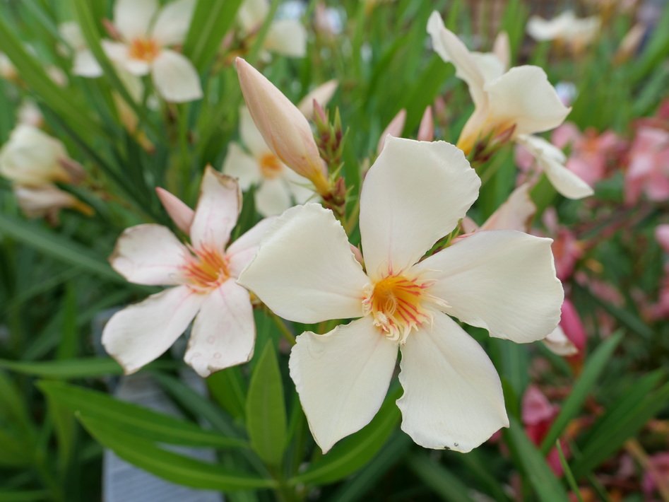 NERIUM oleander Angiolo Pucci